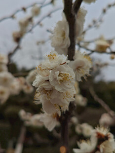 腊梅 梅花