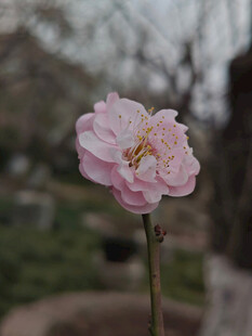 腊梅 梅花