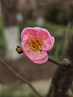 腊梅 梅花