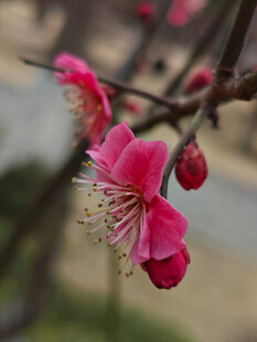 腊梅 梅花