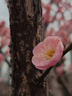 腊梅 梅花