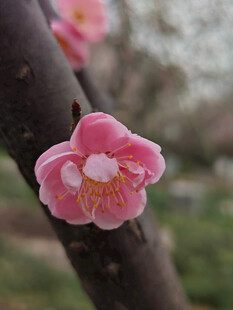 腊梅 梅花