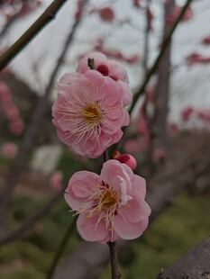 腊梅 梅花