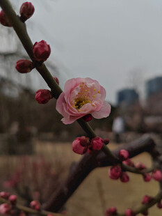 腊梅 梅花
