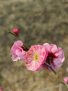 腊梅 梅花