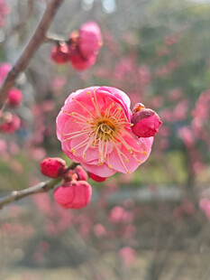腊梅 梅花