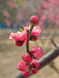 腊梅 梅花