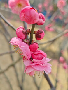 腊梅 梅花