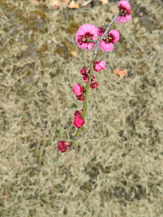 腊梅 梅花