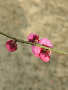 腊梅 梅花
