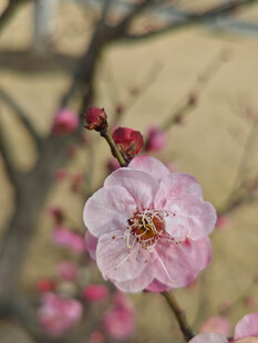 腊梅 梅花