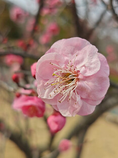 腊梅 梅花