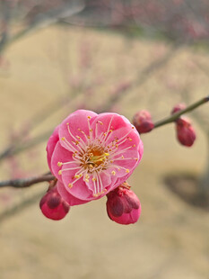 腊梅 梅花