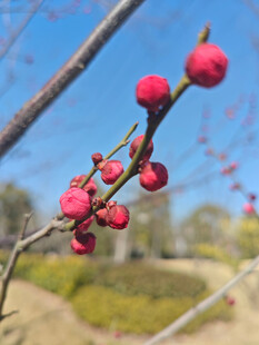 腊梅 梅花