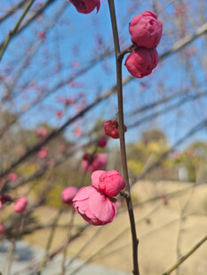 腊梅 梅花
