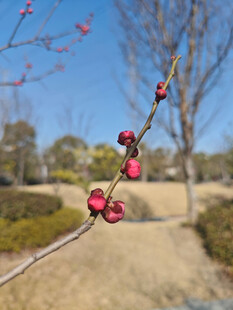 腊梅 梅花