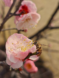 腊梅 梅花