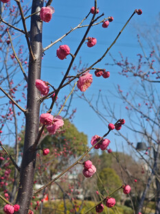 腊梅 梅花