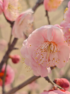 腊梅 梅花