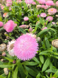 麦秆菊花照片