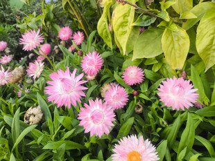 麦秆菊花朵照片