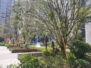 小区树林