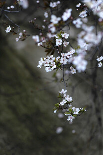 白樱花