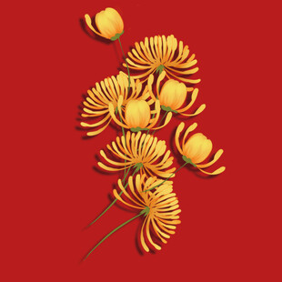 手绘菊花
