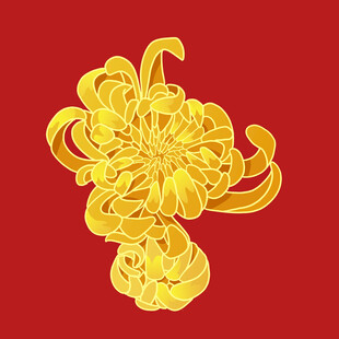 手绘菊花
