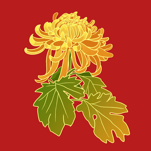 手绘菊花