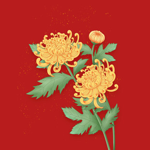 手绘菊花 