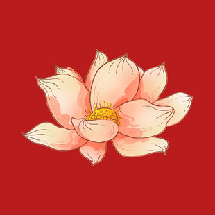 荷花莲花