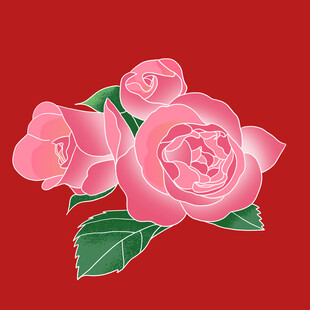 茶花花朵
