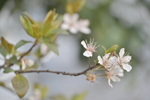 花卉 特写 樱花 粉白 嫩芽