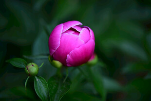           牡丹花  