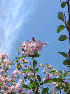 海棠花