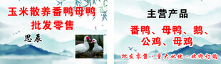 玉米散养番鸭母鸭       