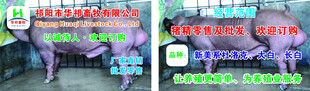祁阳市华祁畜牧有限公司