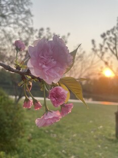 樱花