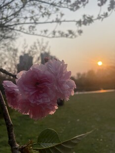 樱花