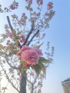 樱花