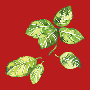 绿植绿叶植物 