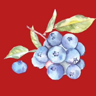 水果蓝莓 