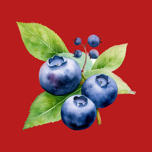 水果蓝莓 