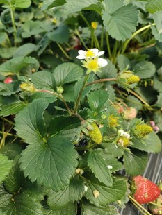 草莓 花 绿叶