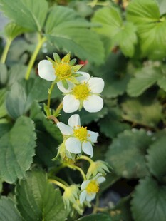 白色花草草莓花