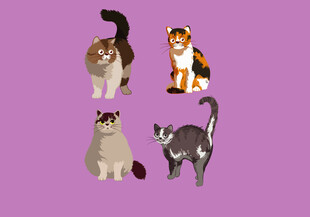 宠物猫