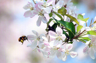 蜜蜂和花