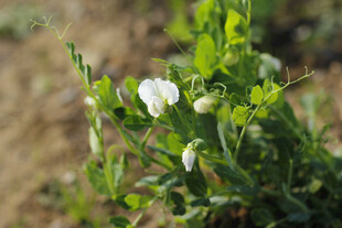  豌豆花 