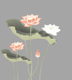 荷花素材
